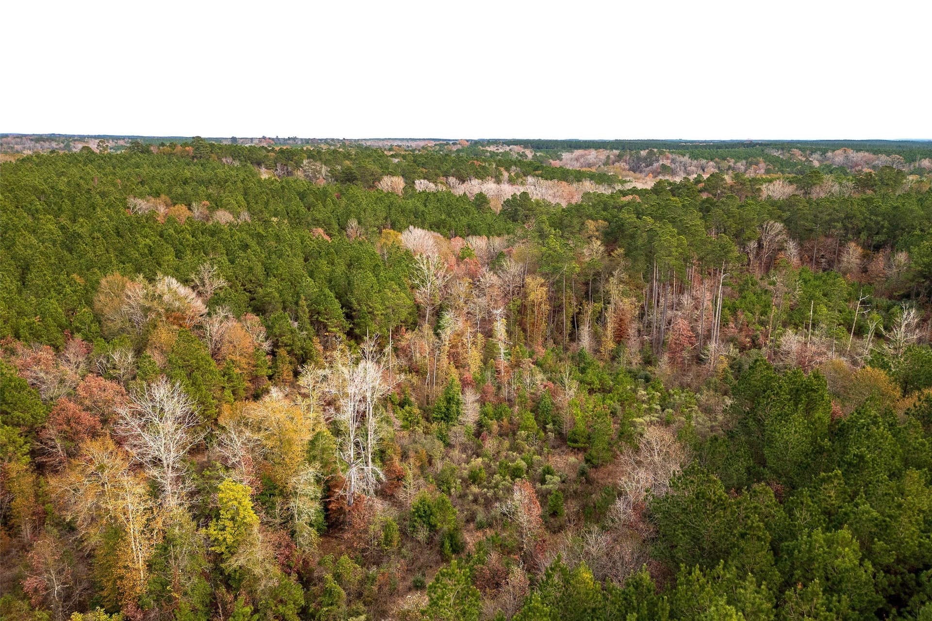 53.5 acres in Shelby County