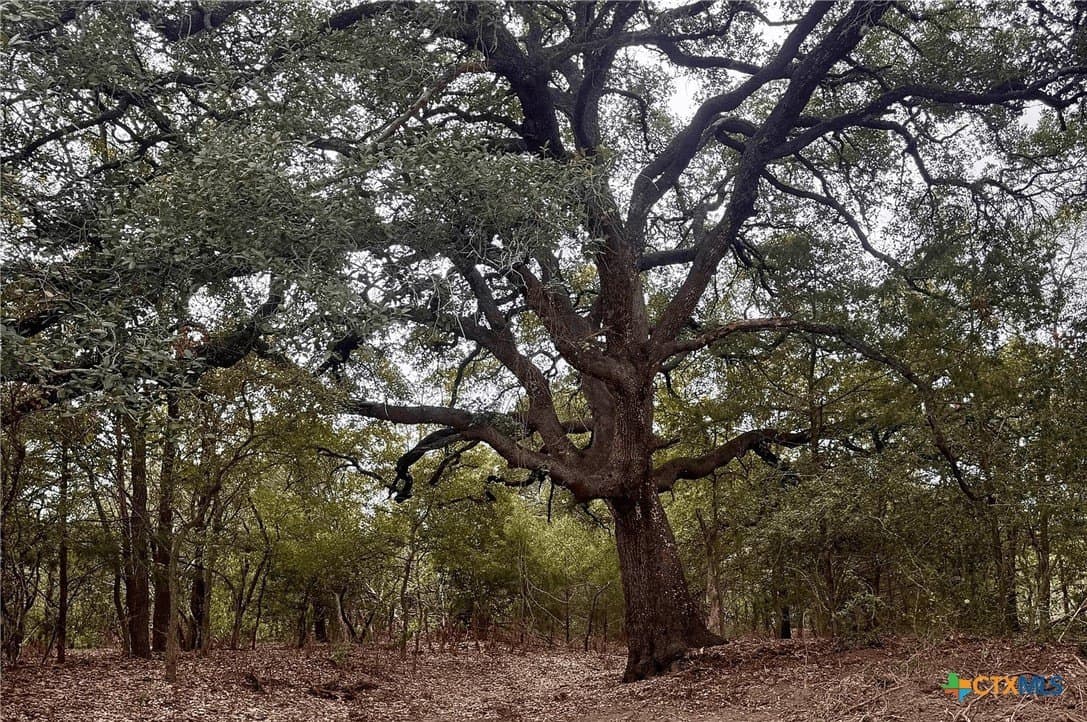 12.16 acres in Bastrop County