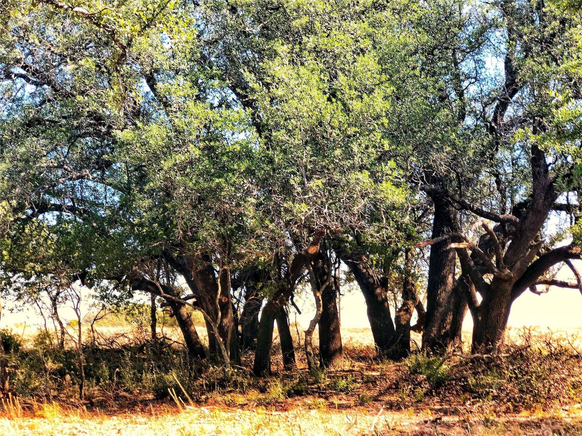 5 acres in Comanche County
