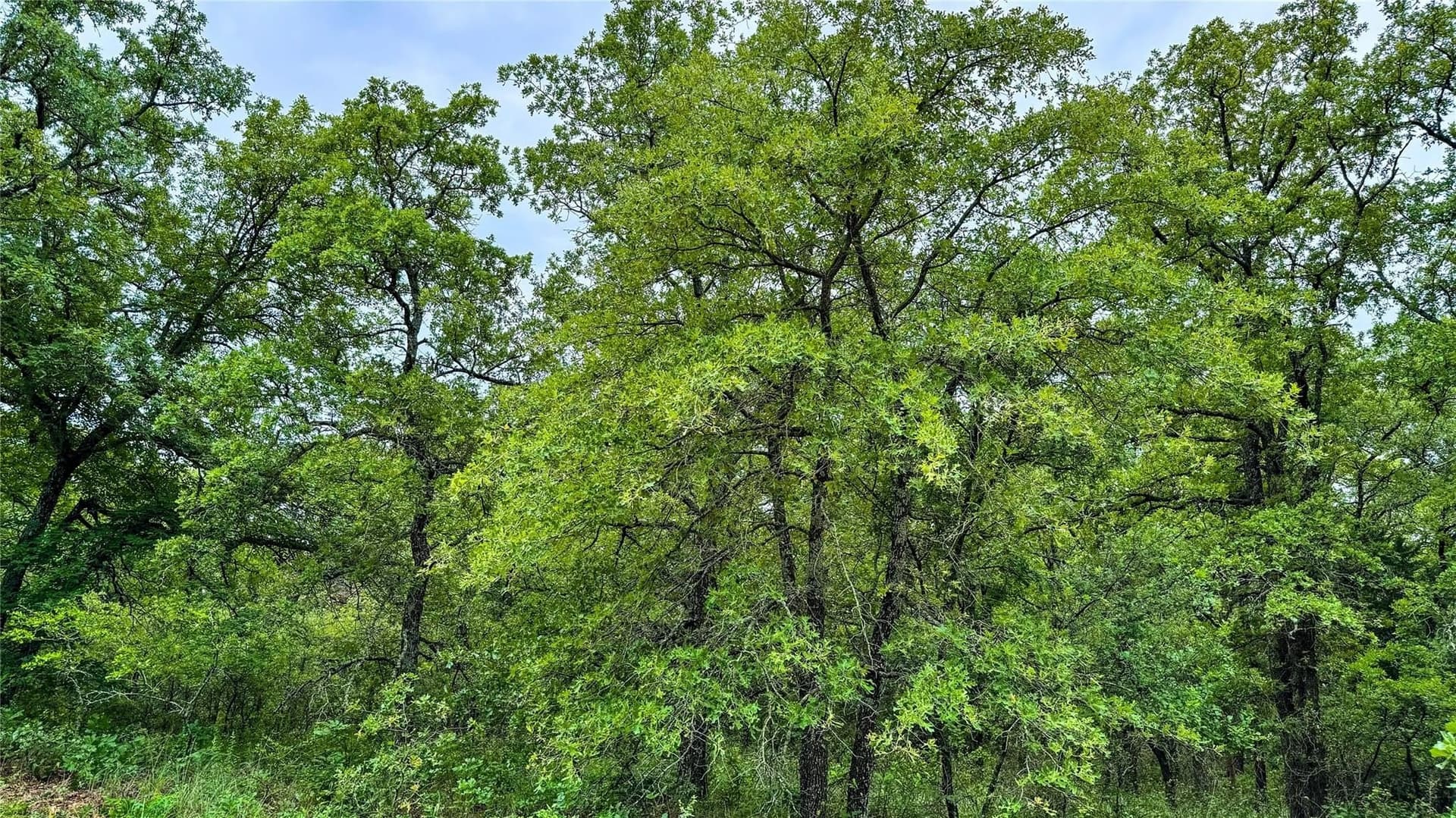 0.5 acres in Montague County