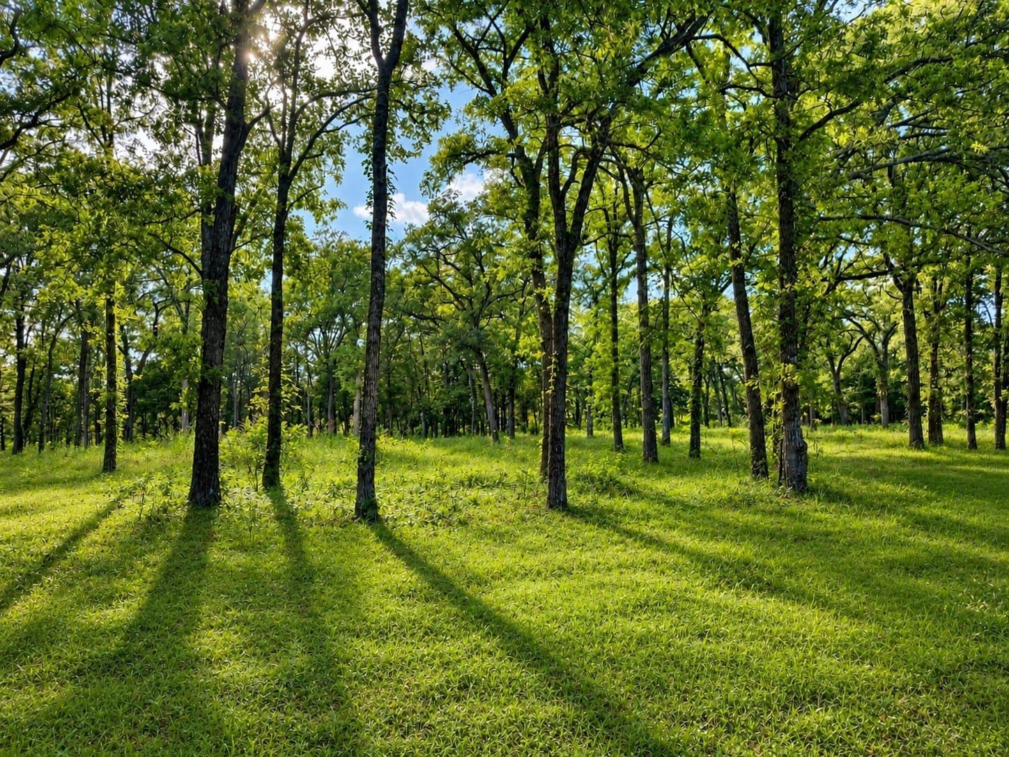 2 acres in Rains County