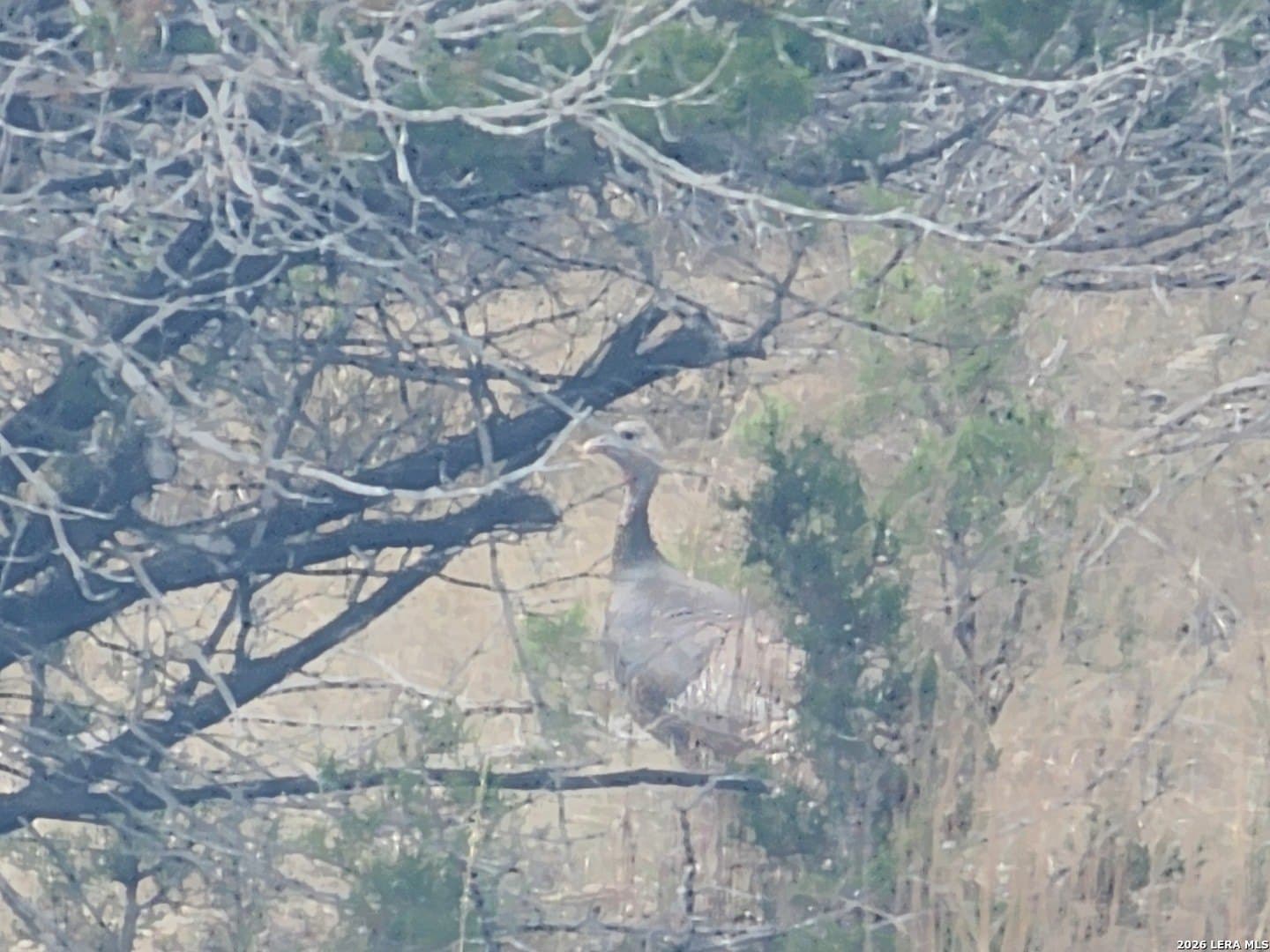 4 acres in Bandera County