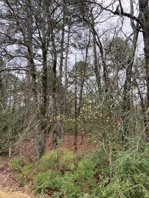 4.17 acres in Wood County
