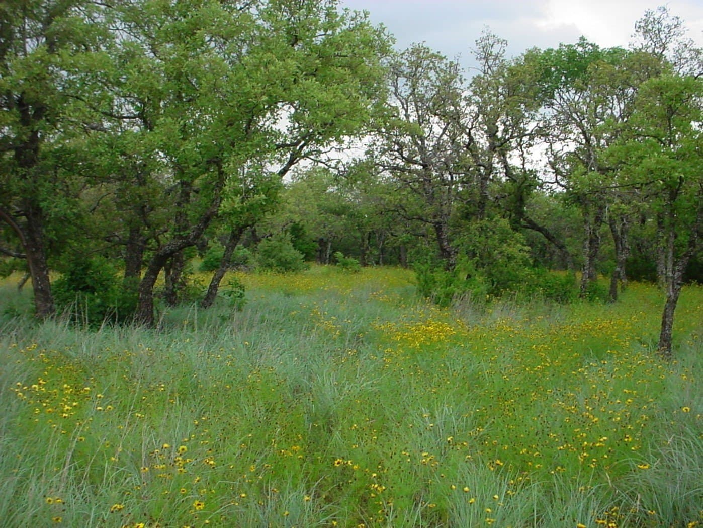 1.45 acres in Palo Pinto County