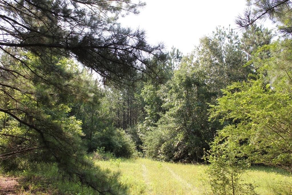 45 acres in Texas County