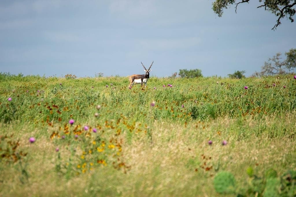 4.13 acres in Gillespie County