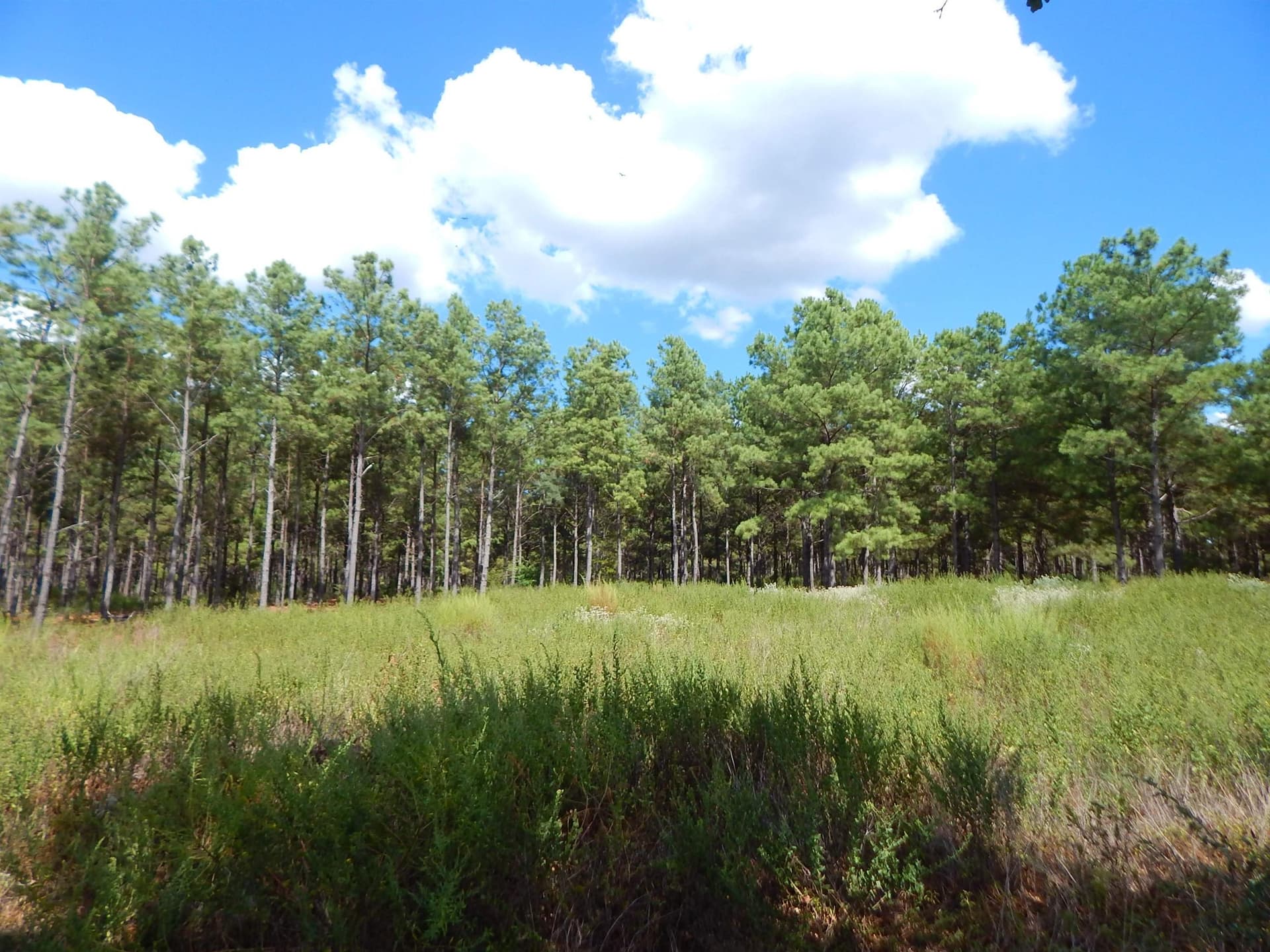 10 acres in Upshur County