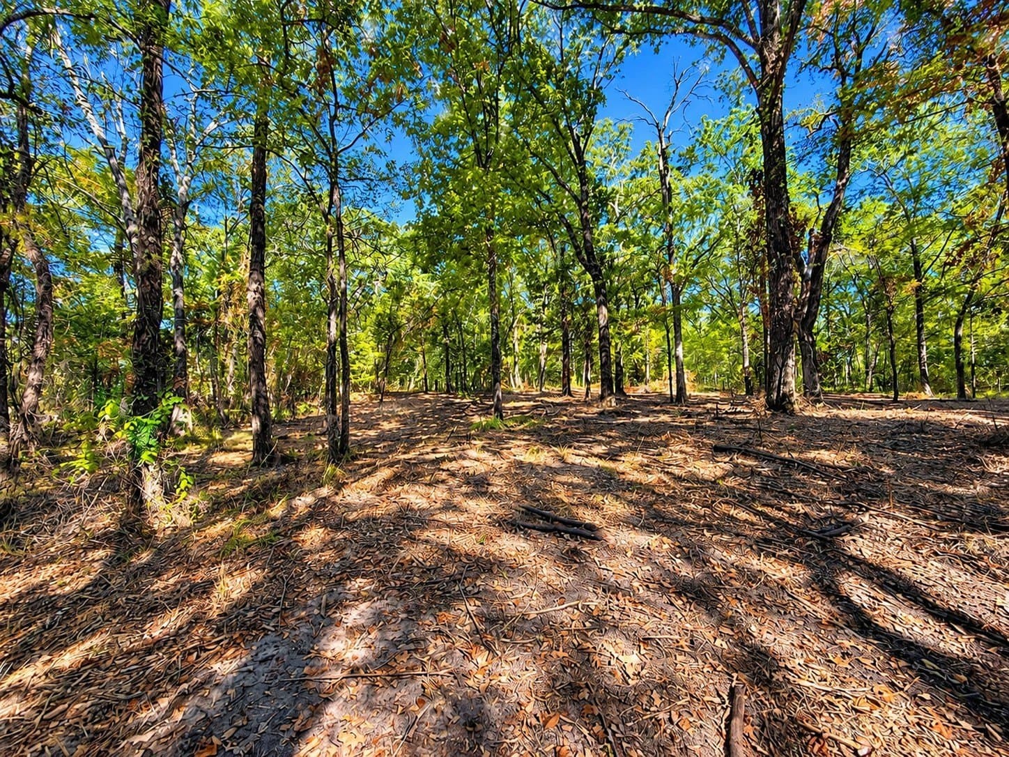 Wood Creek Drive lot: 2