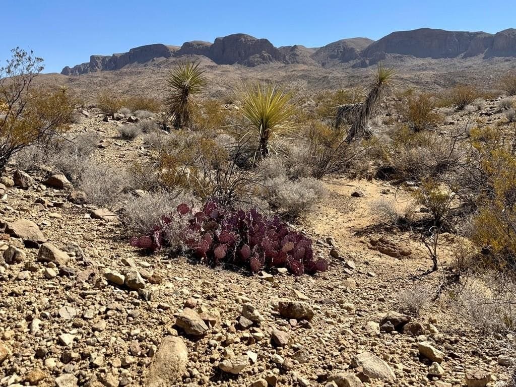 20 acres in Brewster County