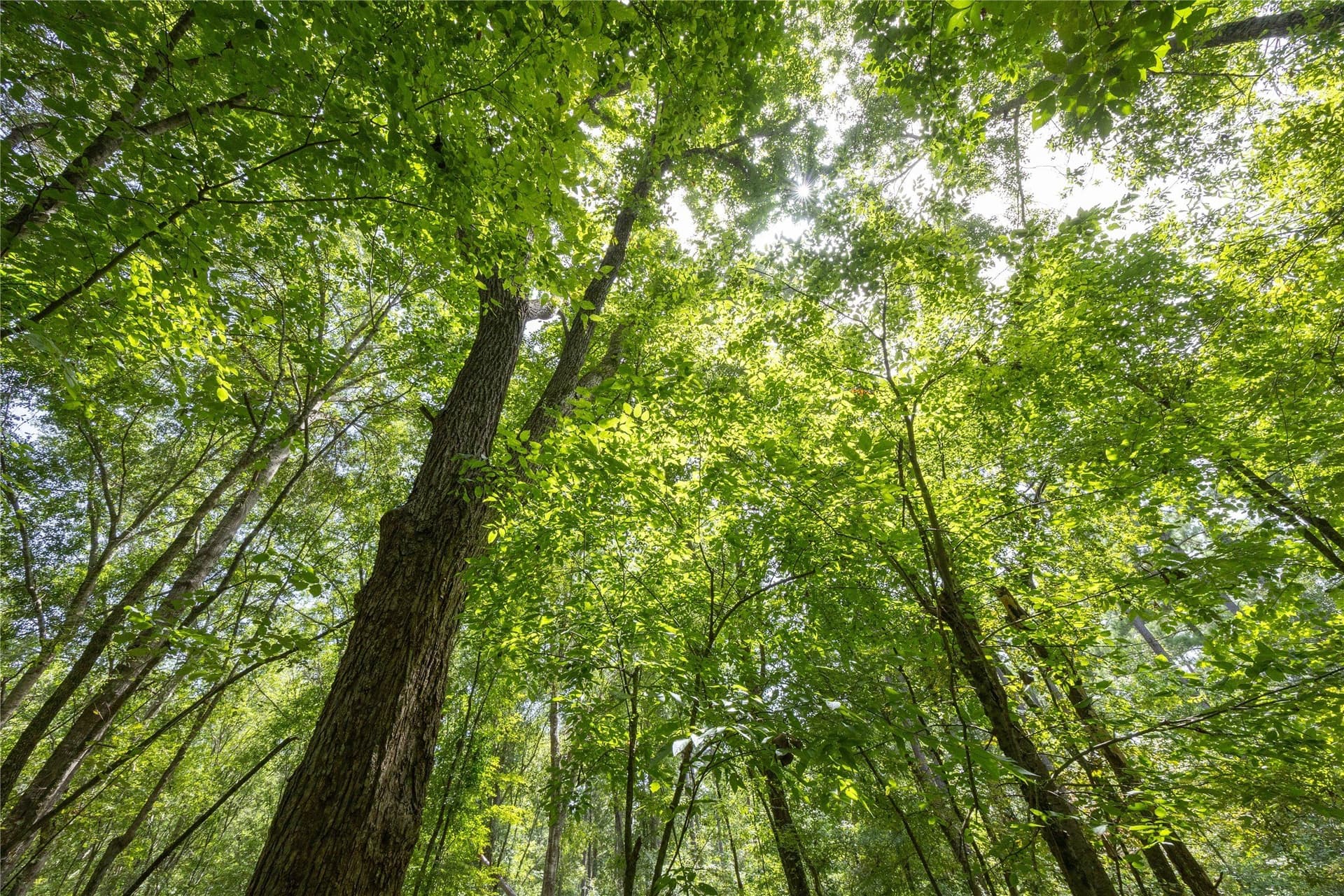 94.5 acres in Henderson County