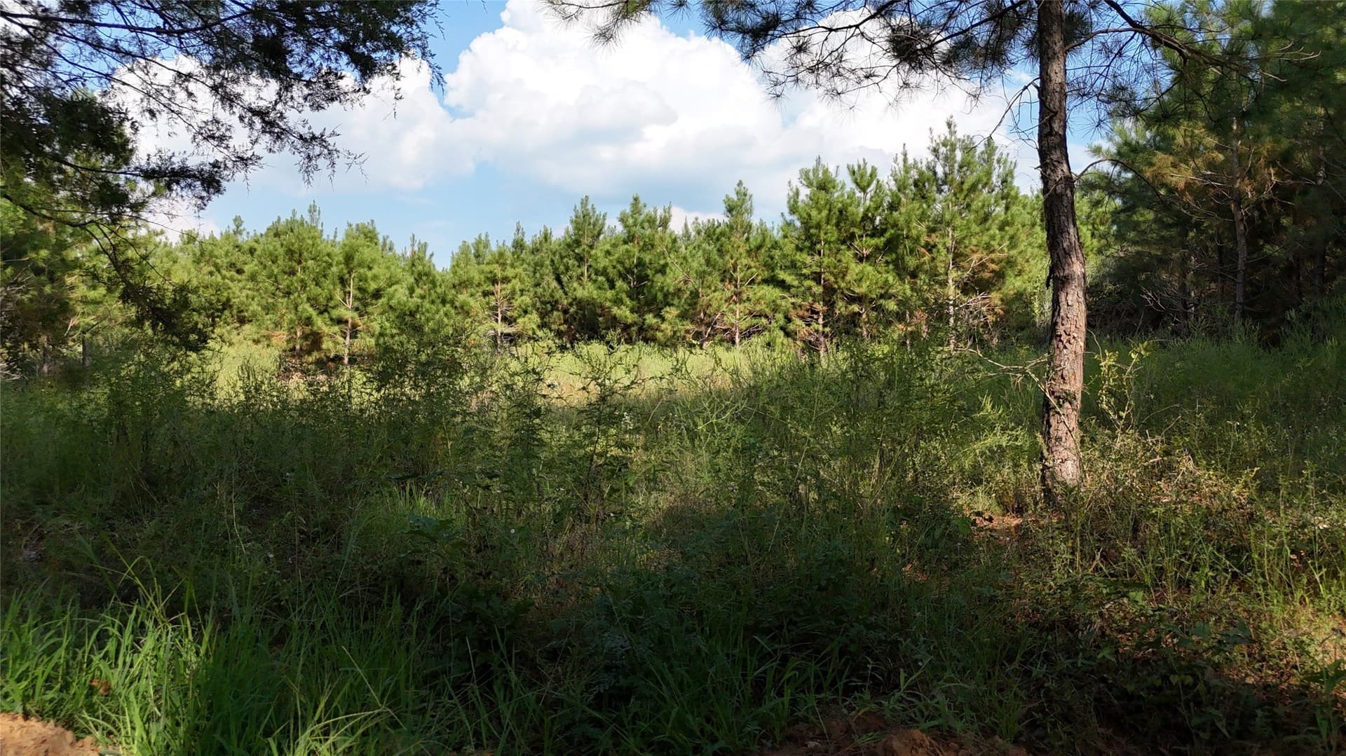 5.51 acres in Panola County