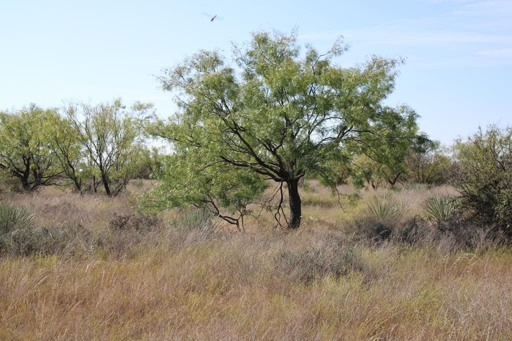 60 acres in Runnels County