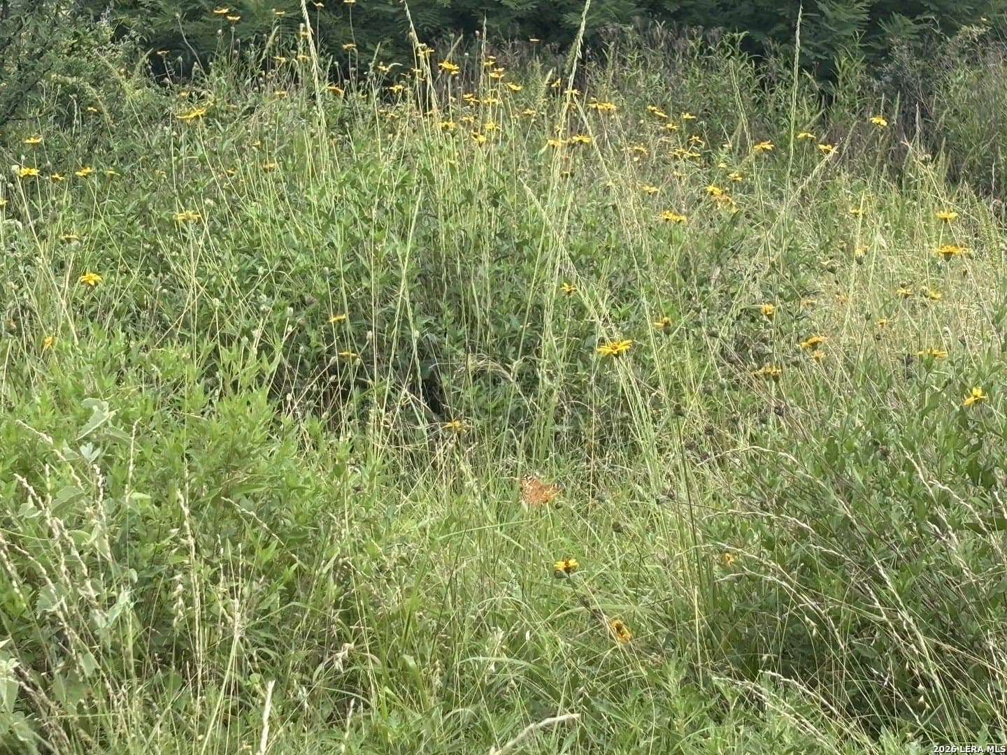 15 acres in Frio County