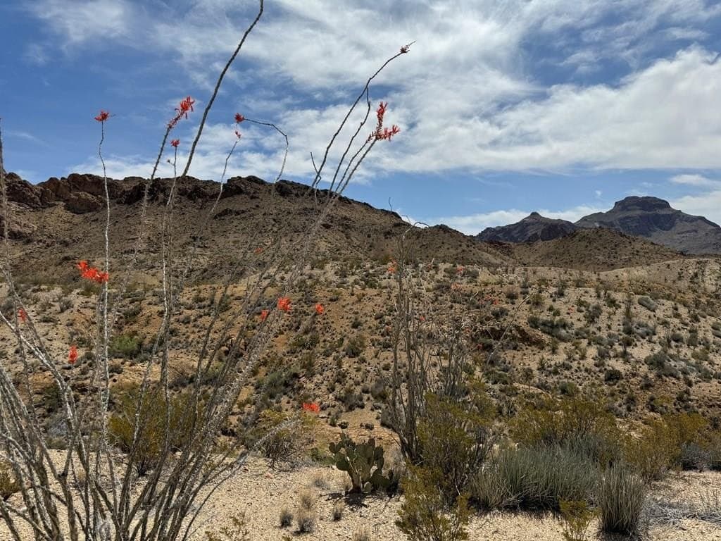 80 acres in Brewster County