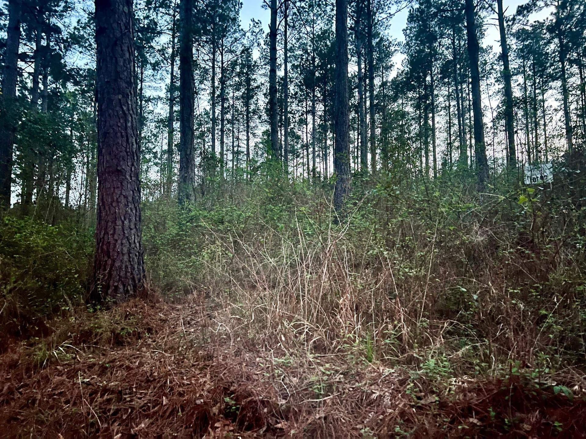 10.03 acres in Shelby County