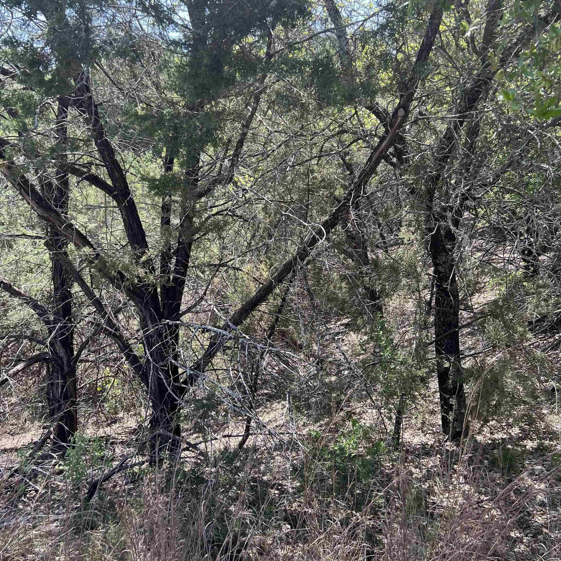 0.38 acres in Travis County