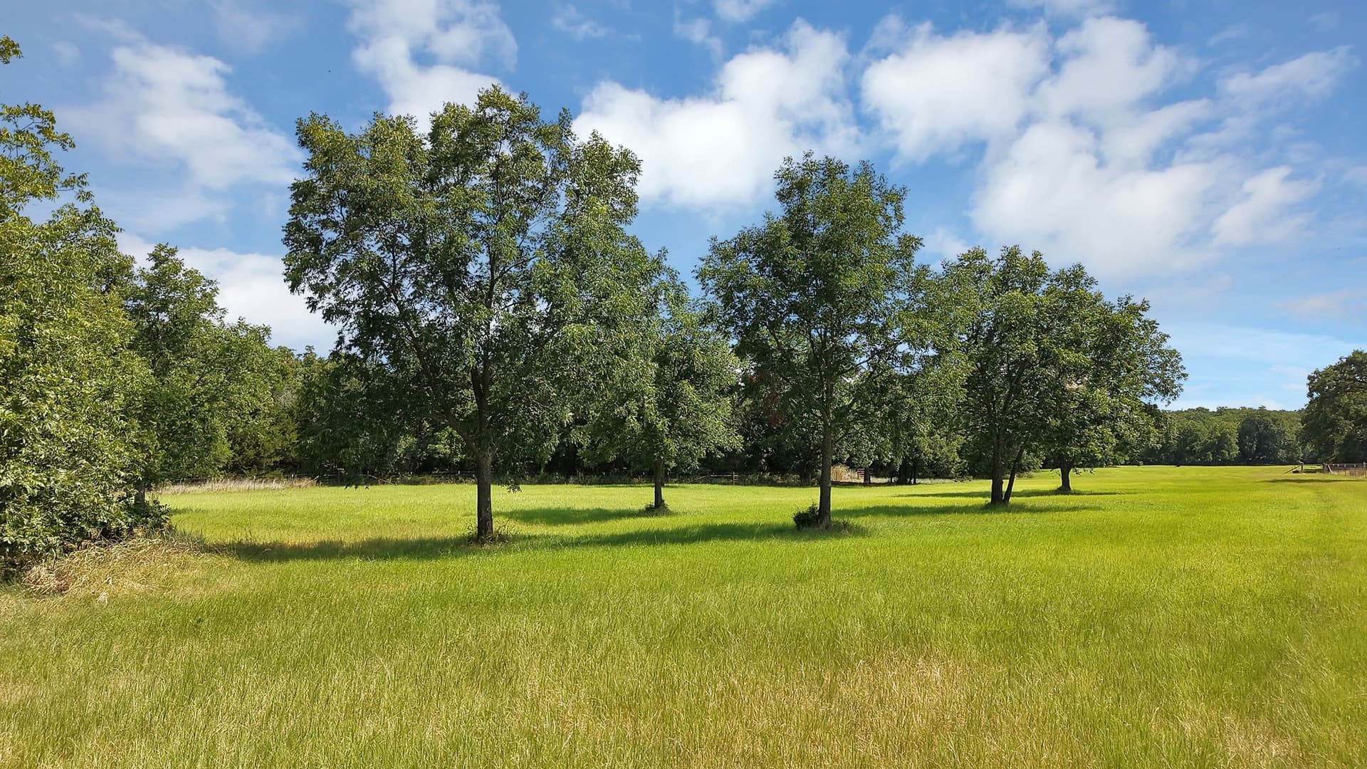 187.15 acres in Montague County