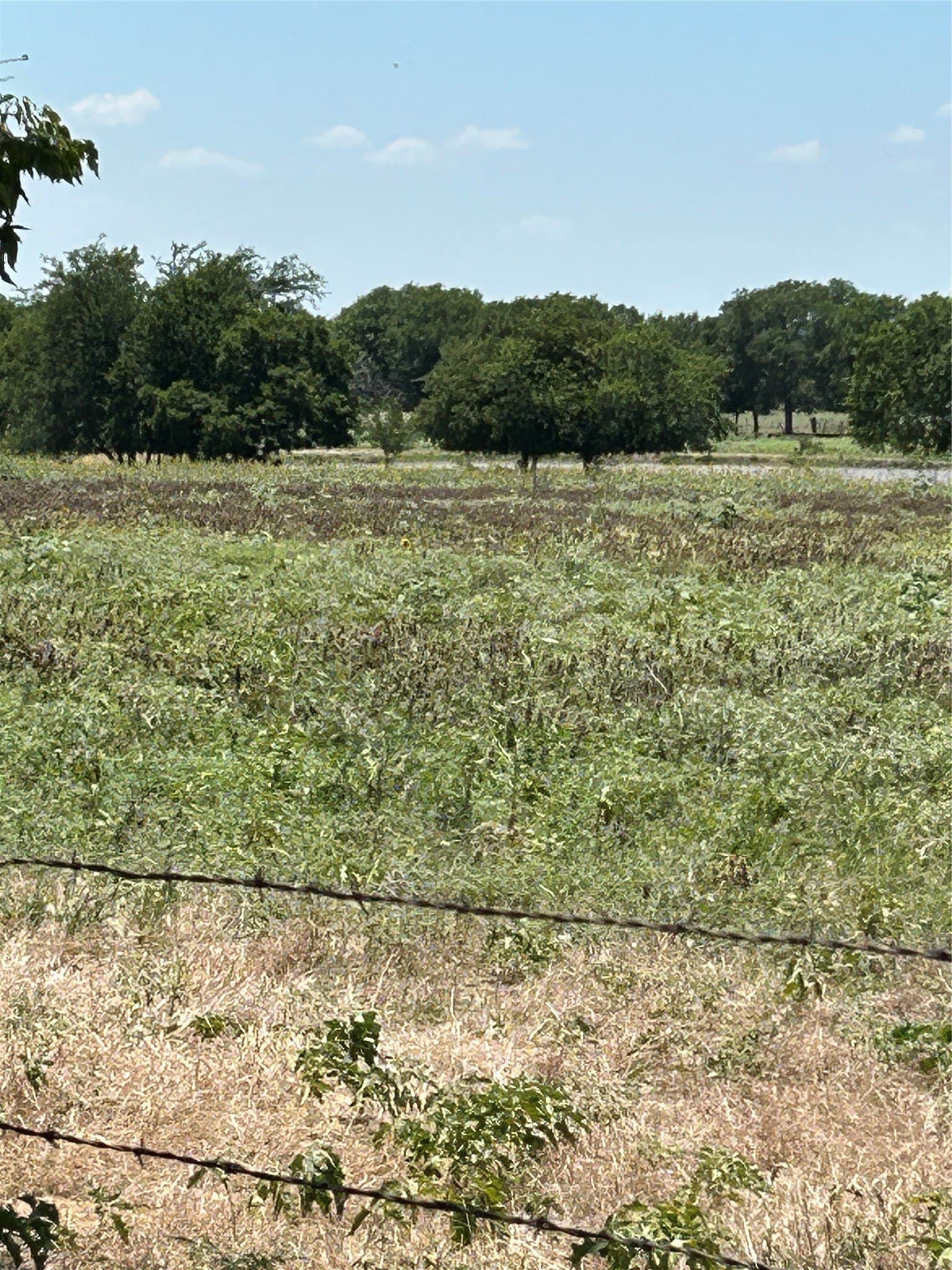 100 acres in Grayson County
