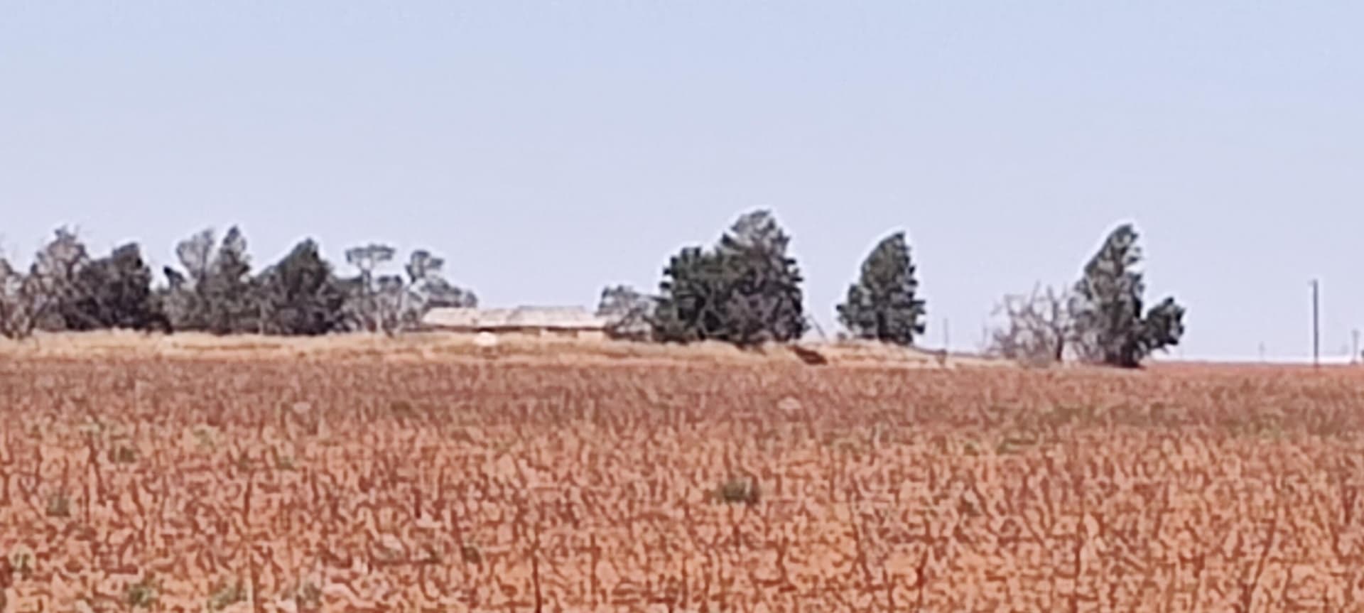 160 acres in Terry County