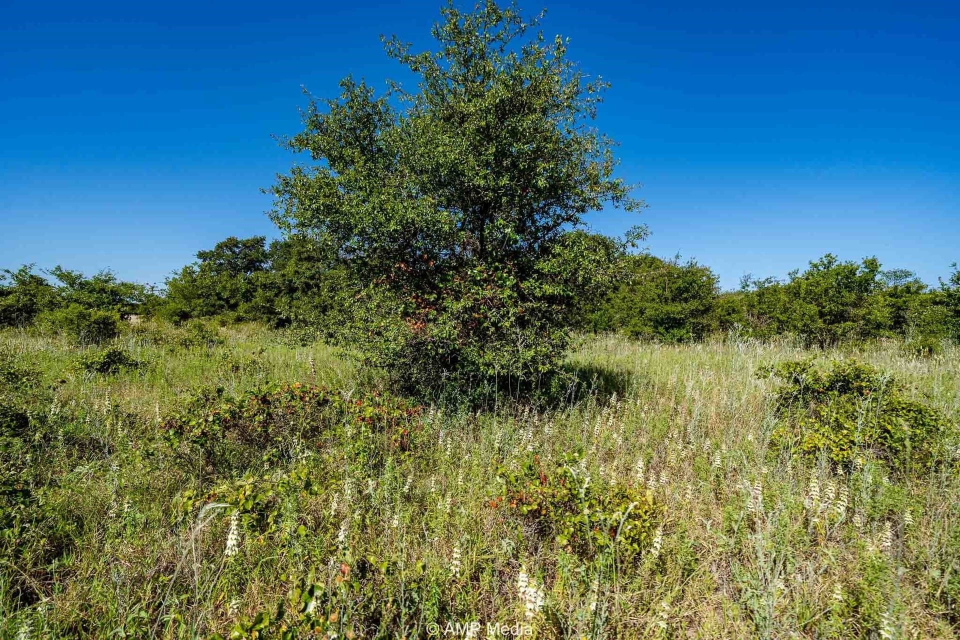 7.5 acres in Eastland County