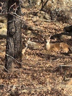 0.52 acres in Montague County
