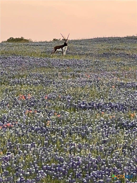 285.9 acres in Coryell County