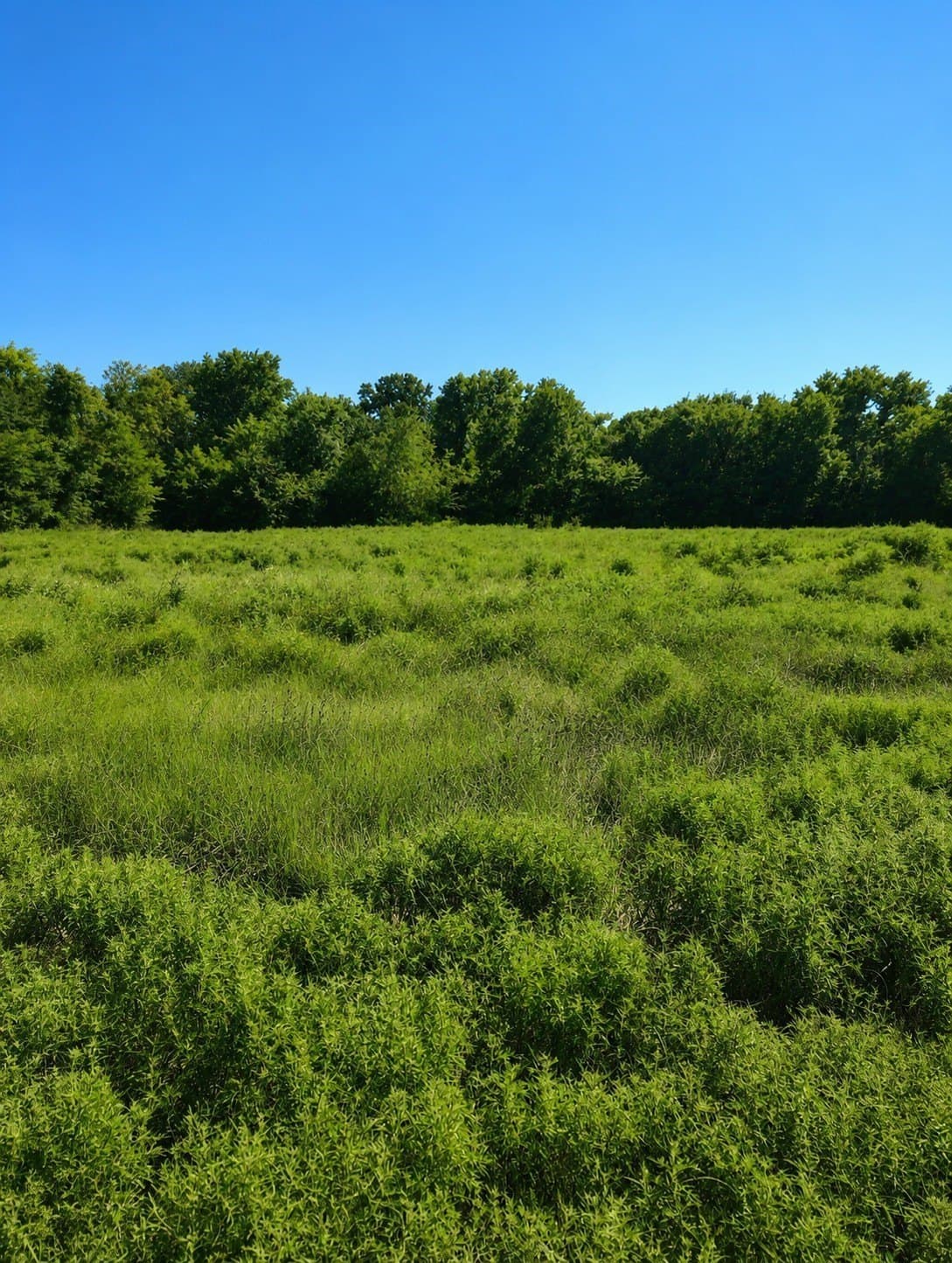 10.38 acres in Hopkins County