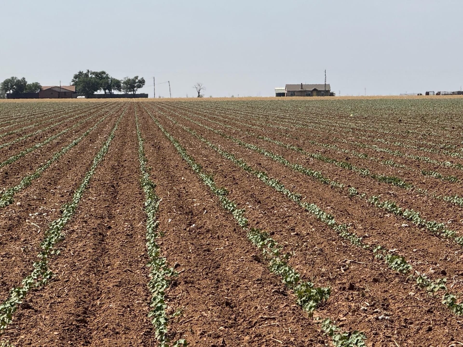 179 acres in Lubbock County