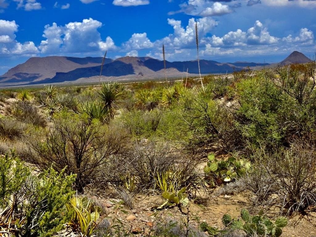 20 acres in Brewster County
