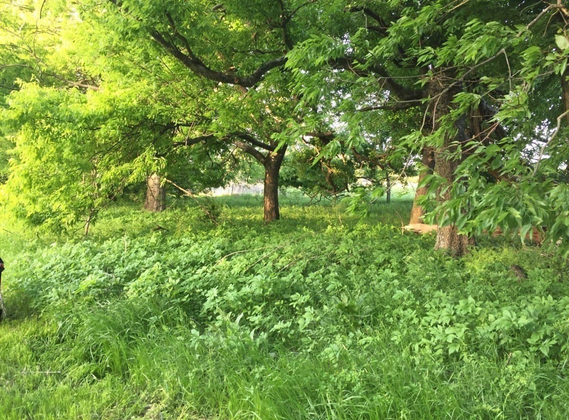 10.6 acres in Henderson County