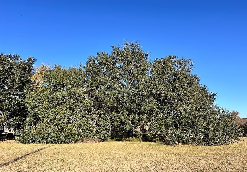 3.63 acres in Burleson County