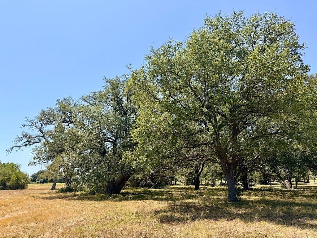 LOT 3 County Road 137