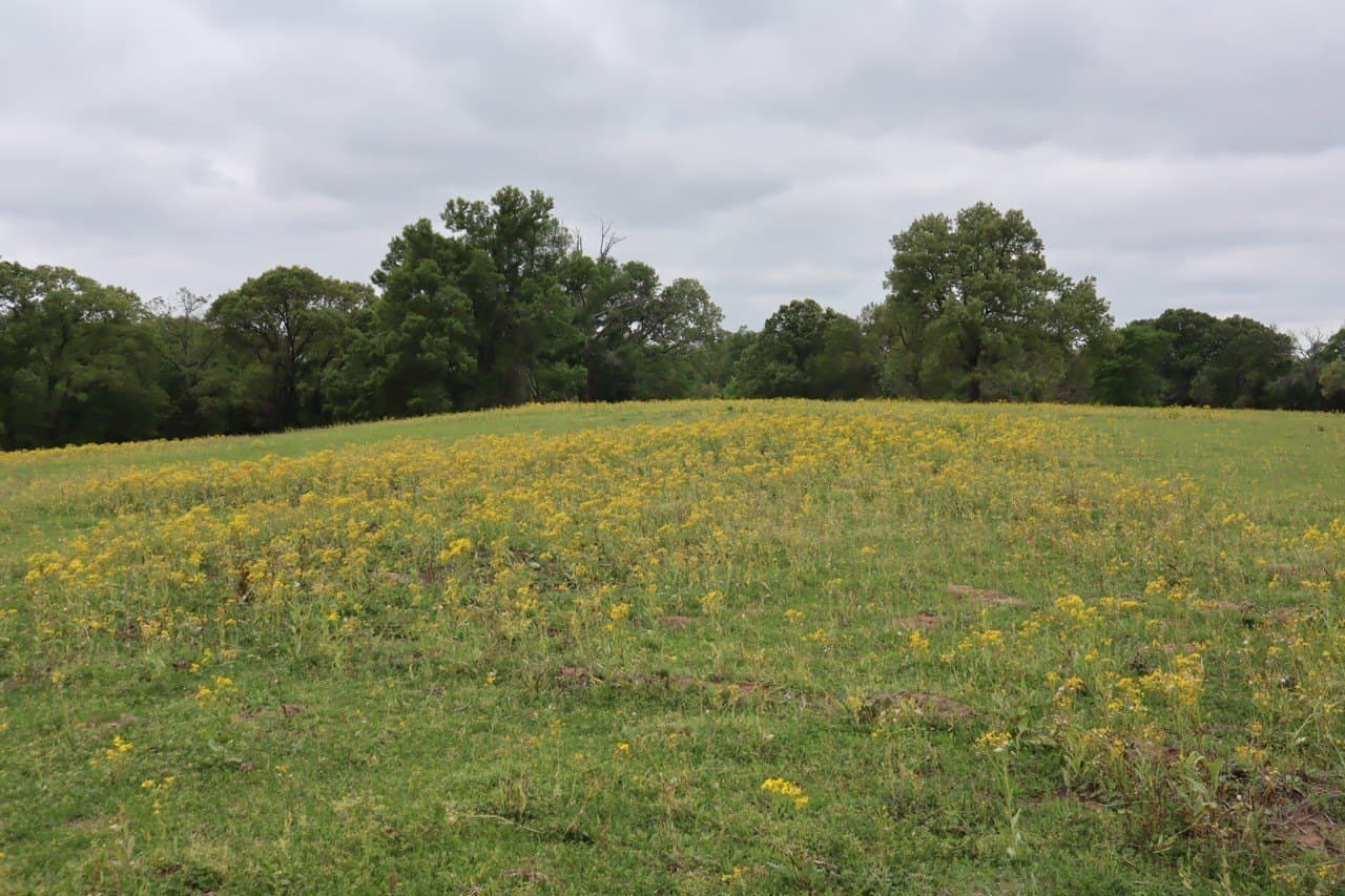29.31 acres in Rains County