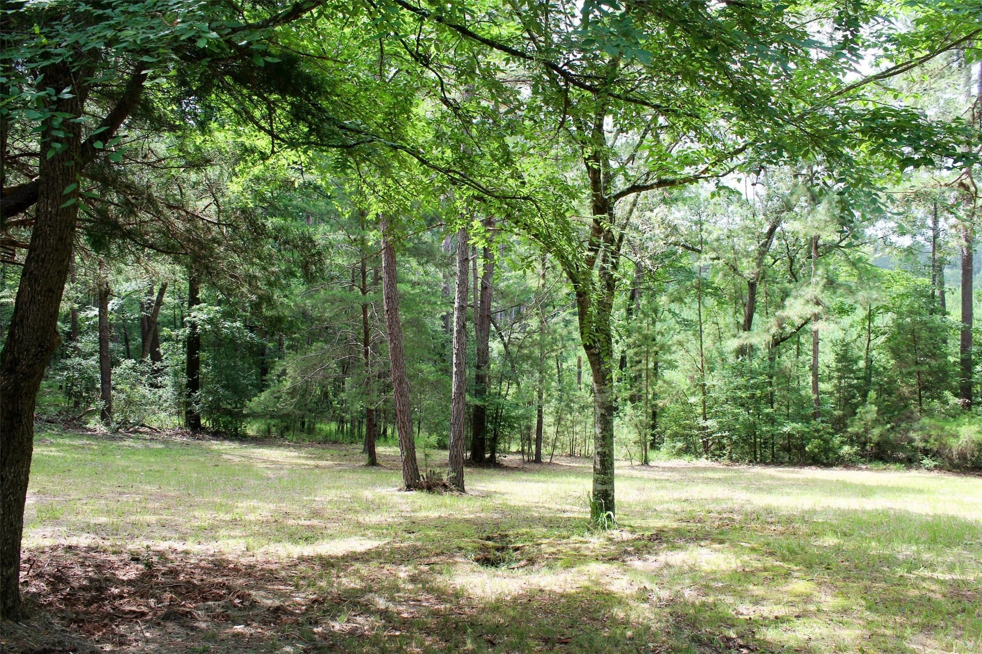 55 acres in Houston County