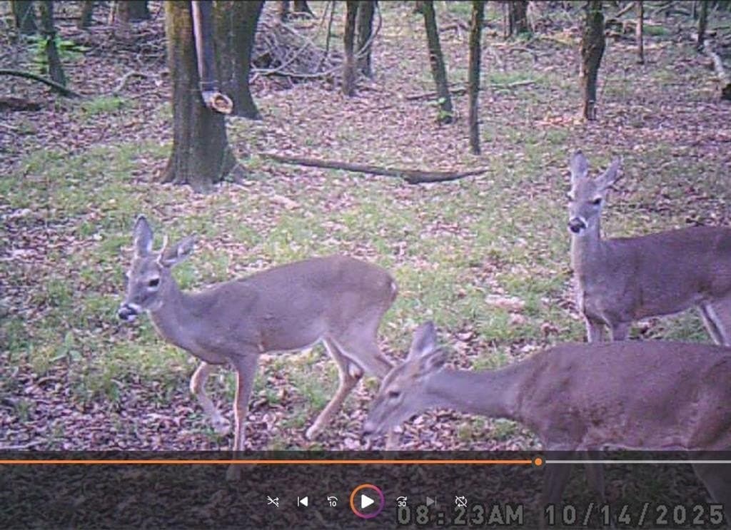 46.54 acres in Red River (TX) County