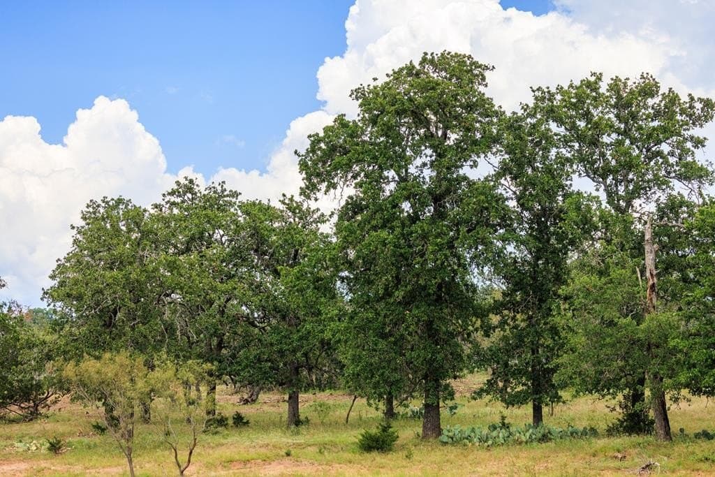 160 acres in Gillespie County
