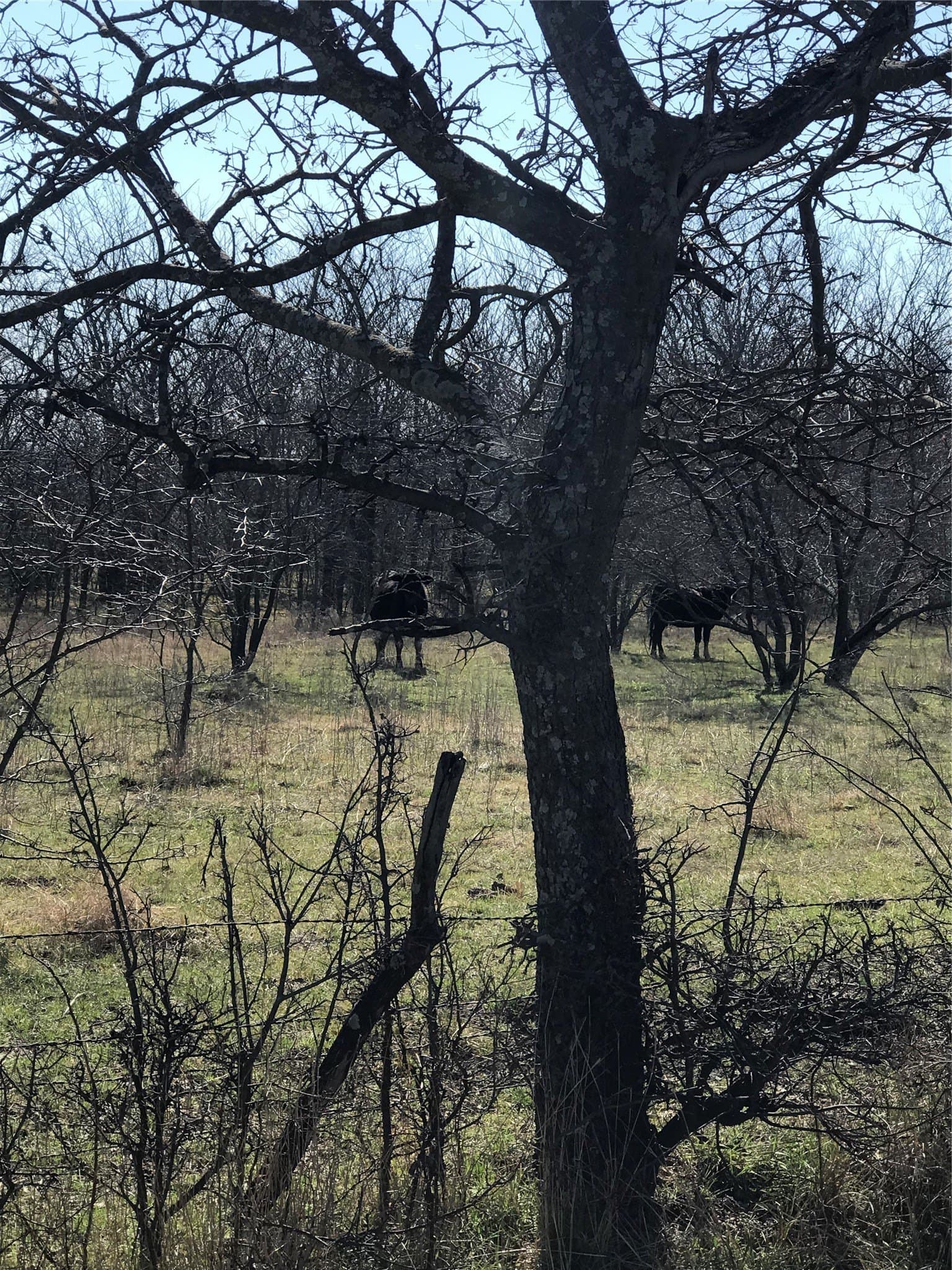 13.85 acres in Grayson County
