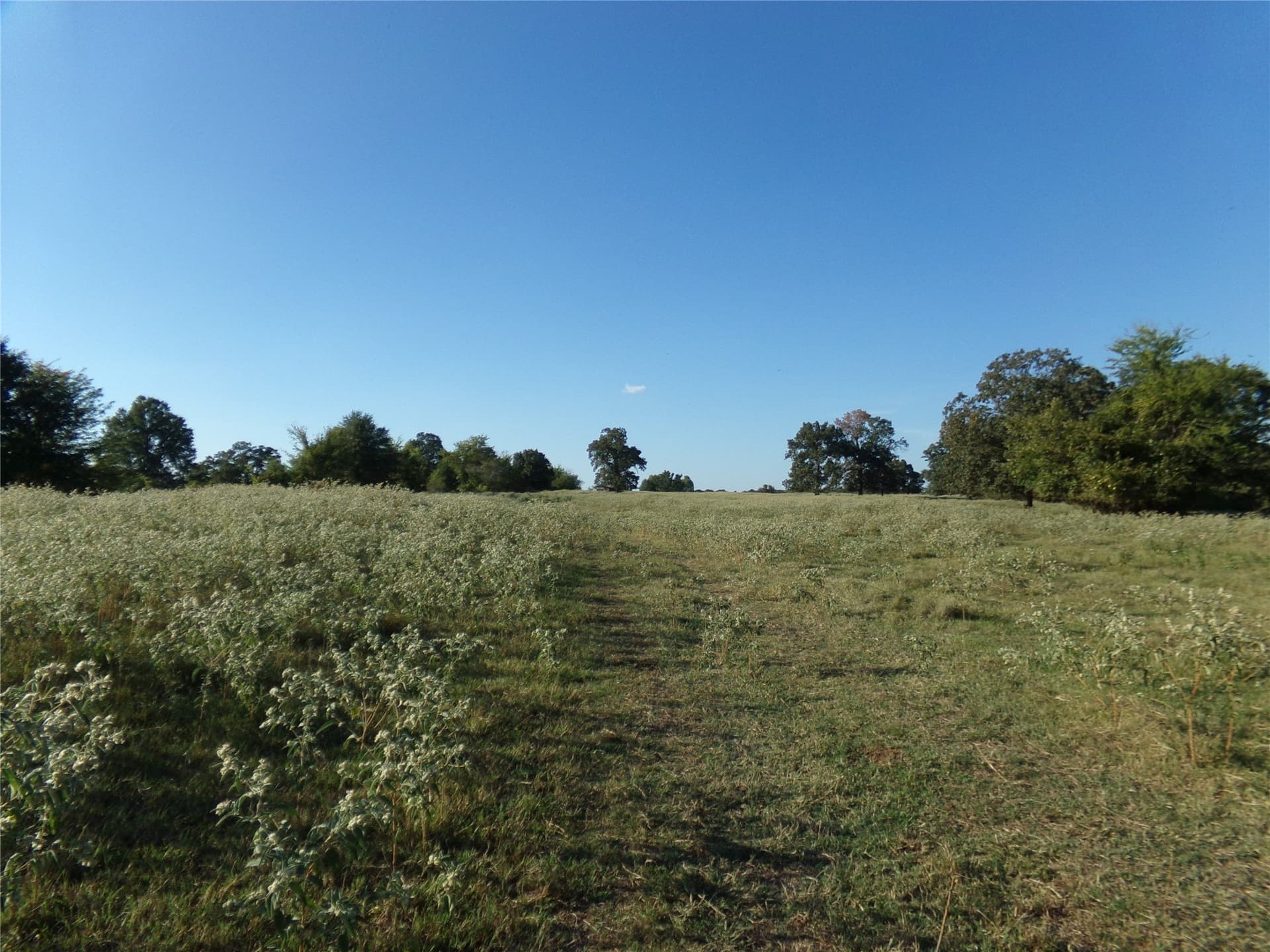 231.79 acres in Lamar County