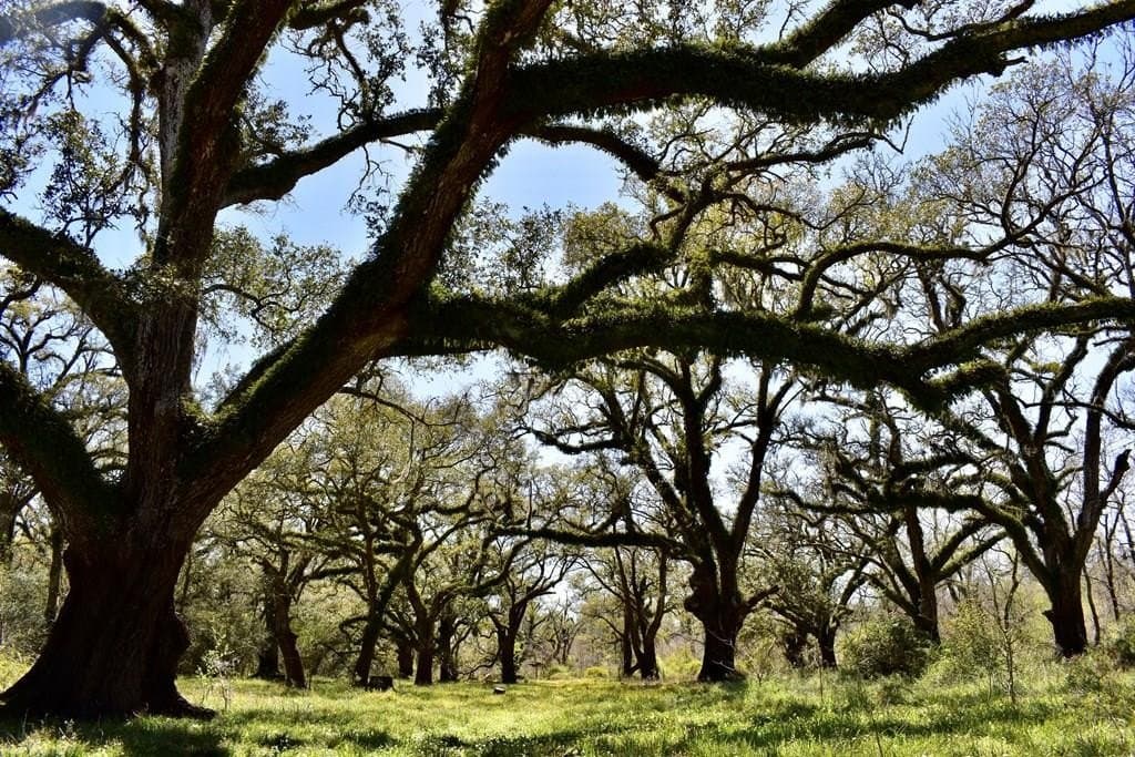 100 acres in Angleton County