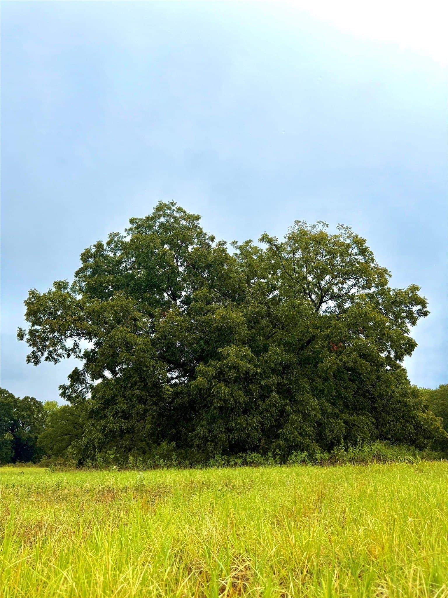 10.01 acres in Rains County