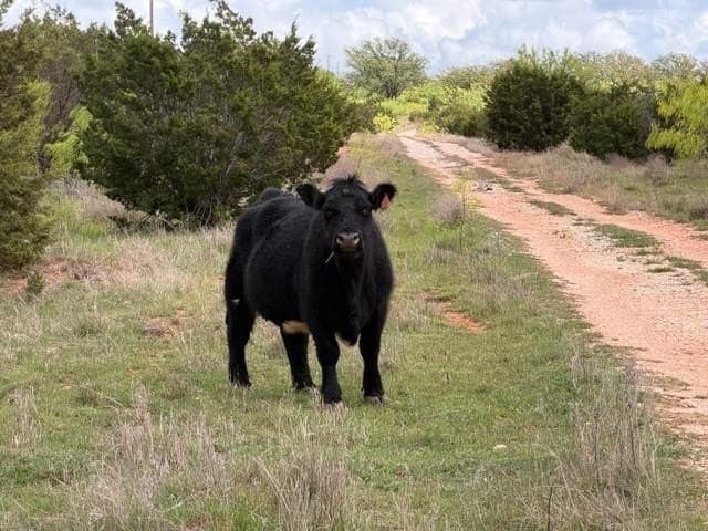 30.08 acres in Taylor County