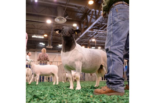 Dry Creek Livestock Co.