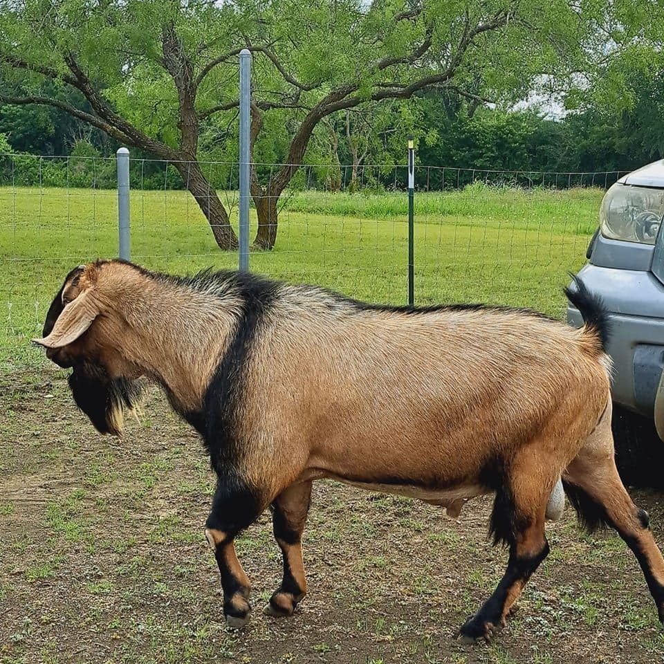 Meat Goats in DFW