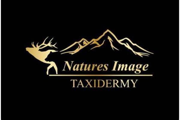 Natures Image Taxidermy