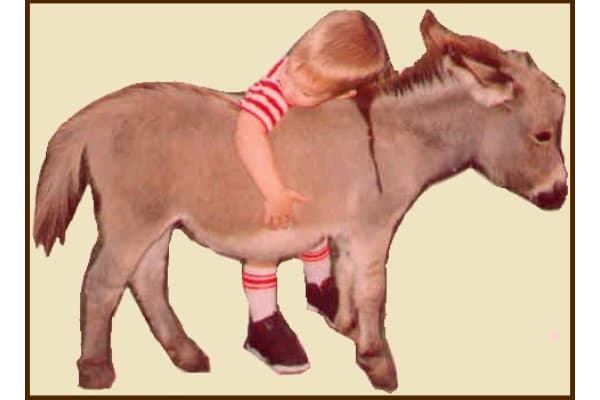 All Creatures Small Farm