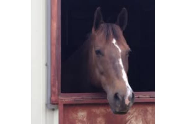 Golden Touch Stables
