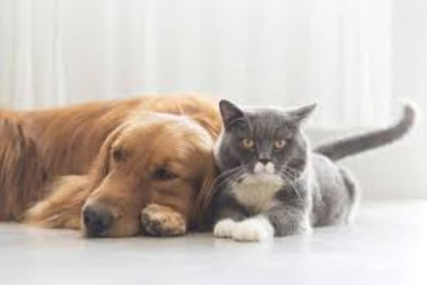 Edgar Park Veterinary Clinic