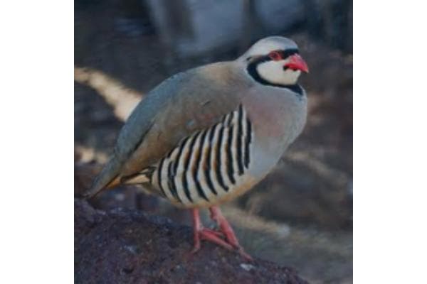 Woods Chukars gallery 2