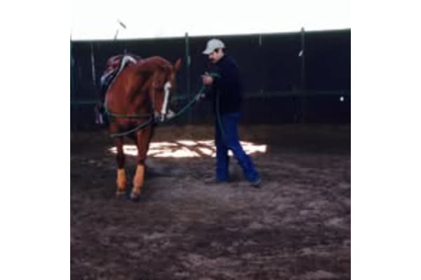 Barba Performance Horses