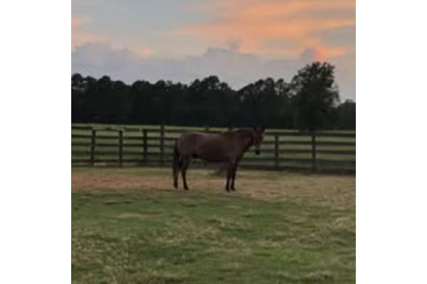 XT Ranch and Stables, LLC